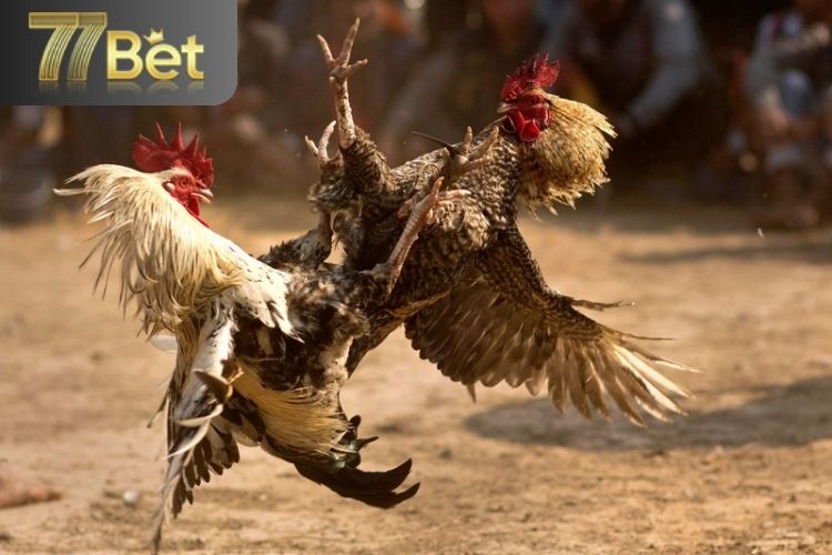 Các trò chơi đá gà phổ biến tại 77bet