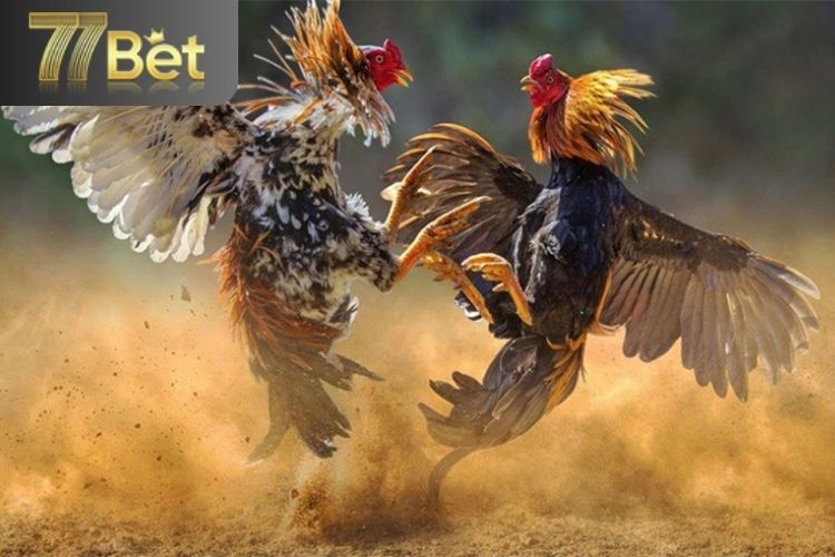 Những ưu điểm khi chơi đá gà tại sân chơi 77bet