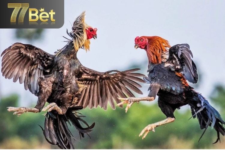 Sơ lược về đá gà 77bet